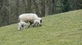 Sheep 4